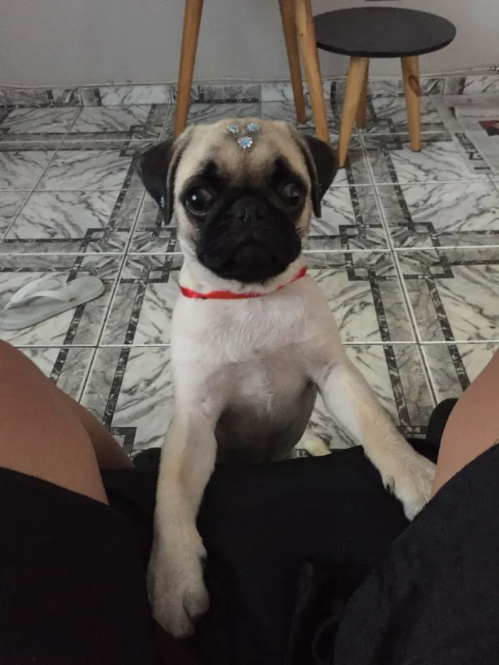Cachorro ra a Pug  idade 2 a 6 meses nome Charlotte (Charlo)