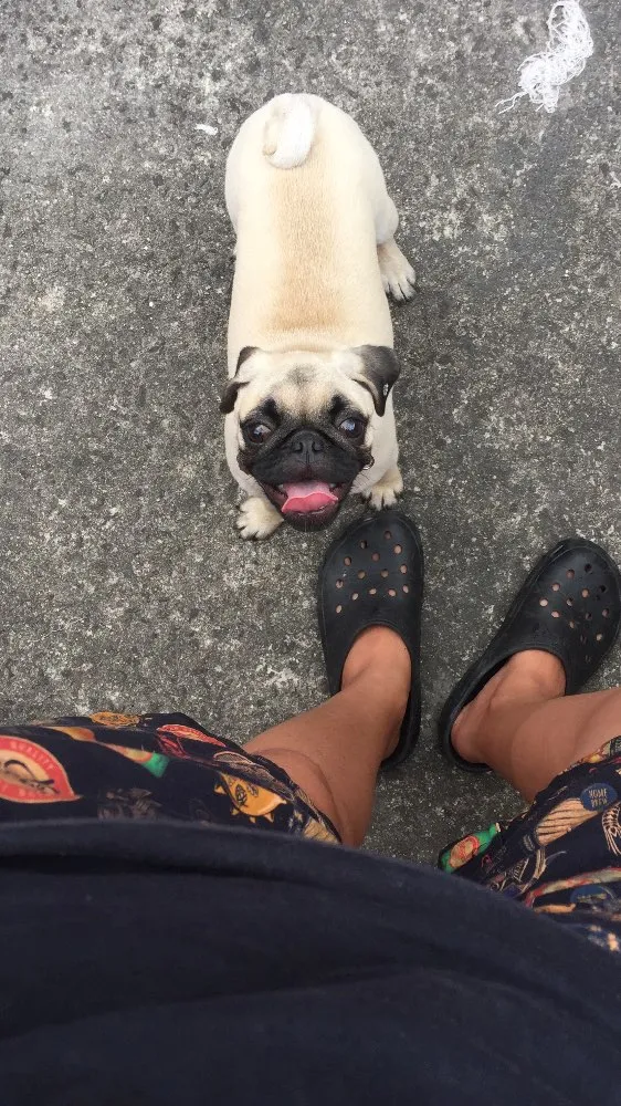 Cachorro ra a Pug  idade 2 a 6 meses nome Charlotte (Charlo)