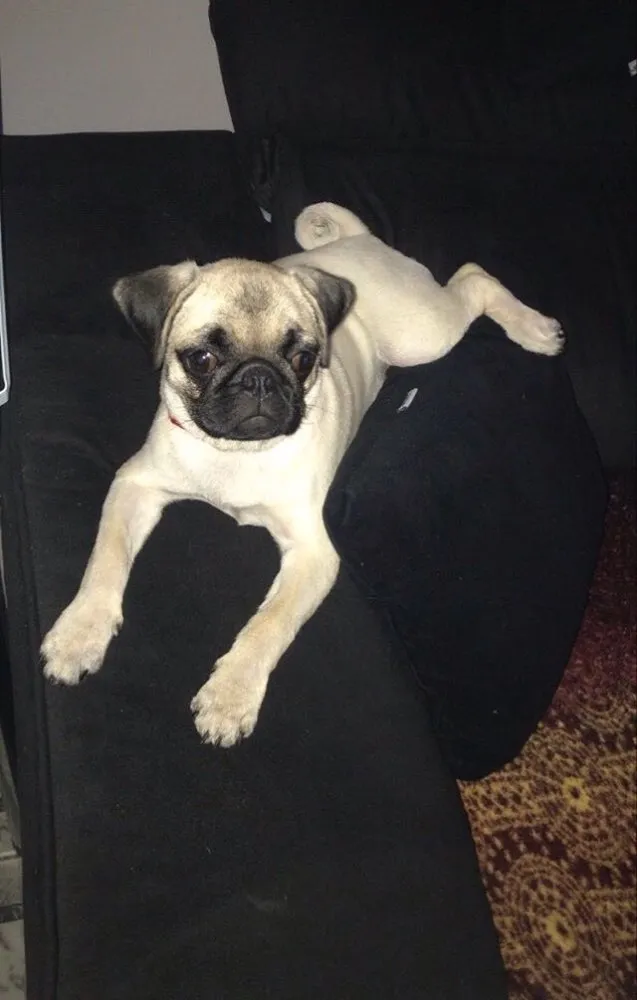 Cachorro ra a Pug  idade 2 a 6 meses nome Charlotte (Charlo)