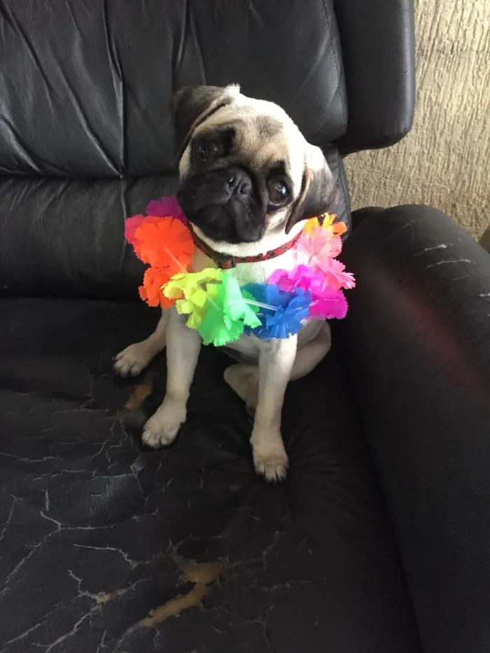 Cachorro ra a Pug  idade 2 a 6 meses nome Charlotte (Charlo)
