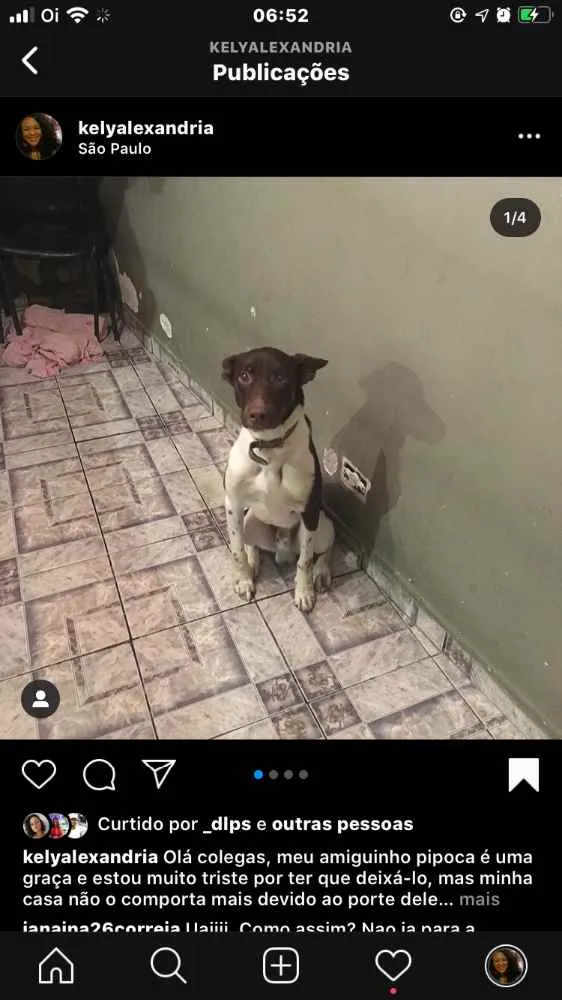 Cachorro ra a Misturado idade 1 ano nome Pipoca