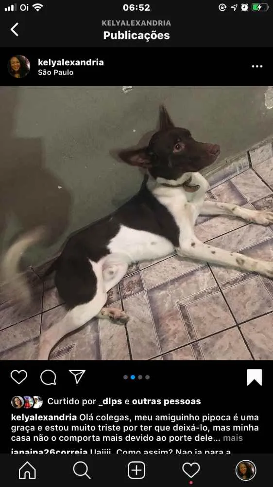 Cachorro ra a Misturado idade 1 ano nome Pipoca