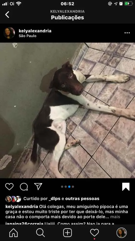 Cachorro ra a Misturado idade 1 ano nome Pipoca