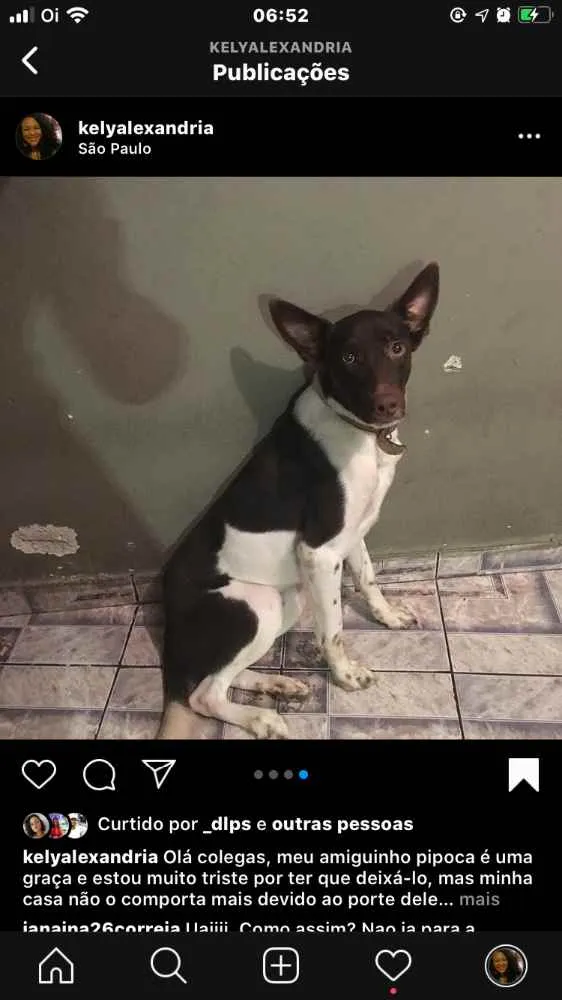 Cachorro ra a Misturado idade 1 ano nome Pipoca