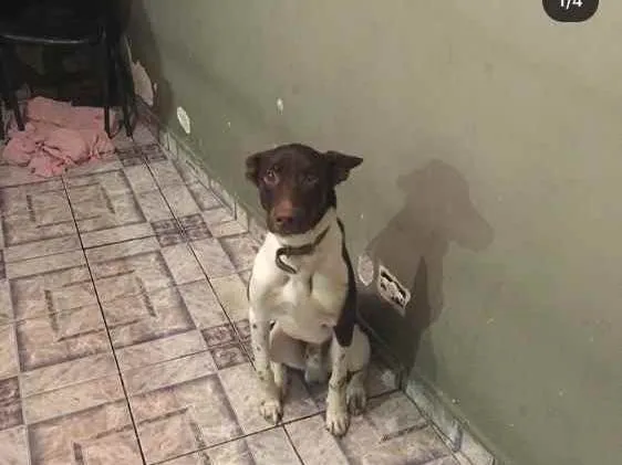 Cachorro ra a Misturado idade 1 ano nome Pipoca