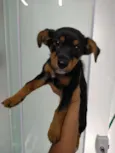 Amora