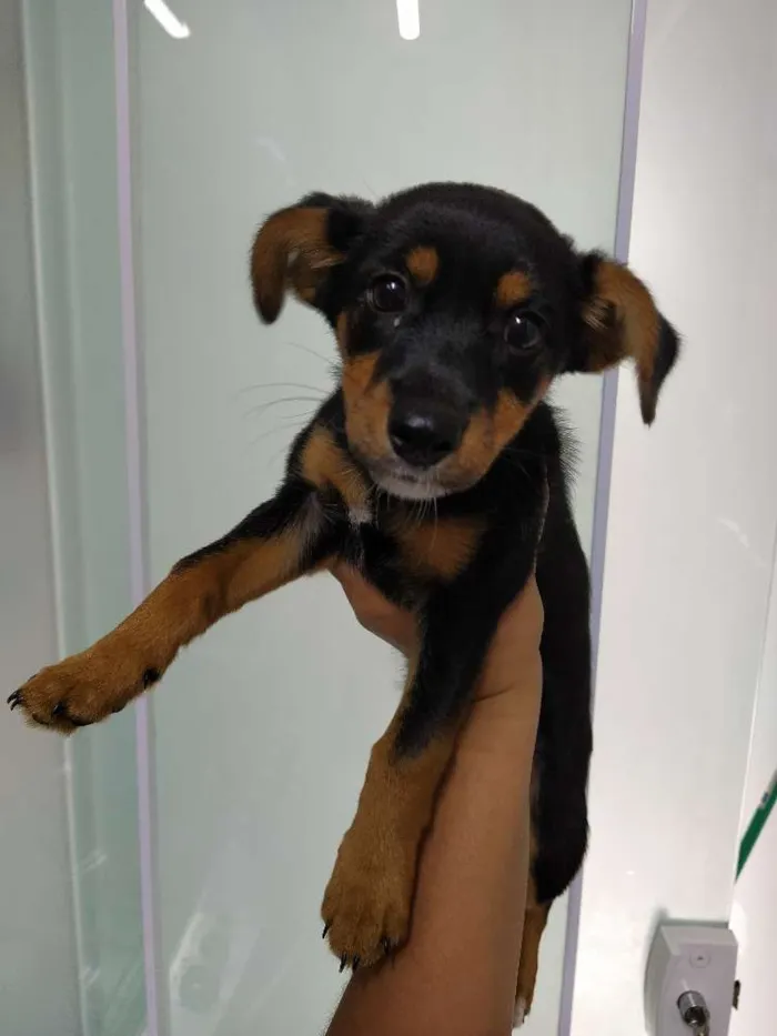 Cachorro ra a Vira lata com yorkshare idade 2 a 6 meses nome Amora