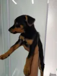Amora