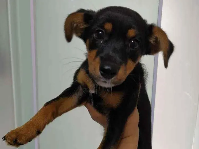 Cachorro ra a Vira lata com yorkshare idade 2 a 6 meses nome Amora