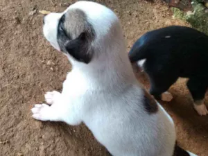 Cachorro raça Preto/ branco/ branco com pret idade Abaixo de 2 meses nome Sem nome ainda 