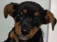 Amora