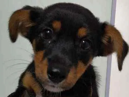 Cachorro ra a Vira lata com yorkshare idade 2 a 6 meses nome Amora