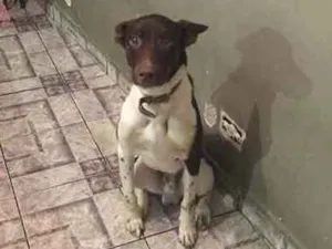 Cachorro raça Misturado idade 1 ano nome Pipoca