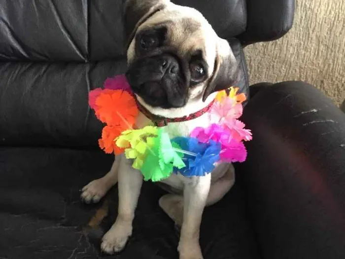 Cachorro ra a Pug  idade 2 a 6 meses nome Charlotte (Charlo)