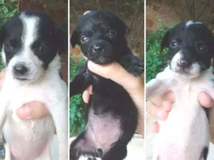 Cachorro raça Srd(vira-lata)  idade 2 a 6 meses nome Elas não têm nomes