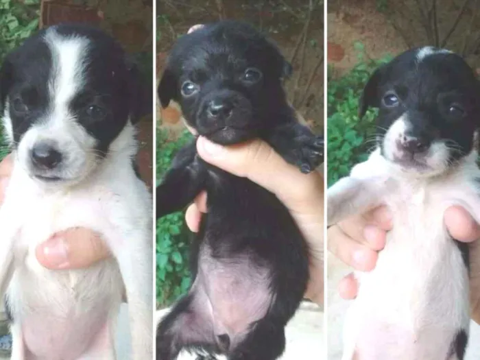 Cachorro ra a Srd(vira-lata)  idade 2 a 6 meses nome Elas não têm nomes