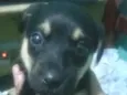 Lola