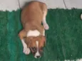 Laika