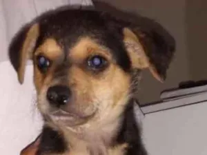 Cachorro raça Viralata idade Abaixo de 2 meses nome Sem nome 