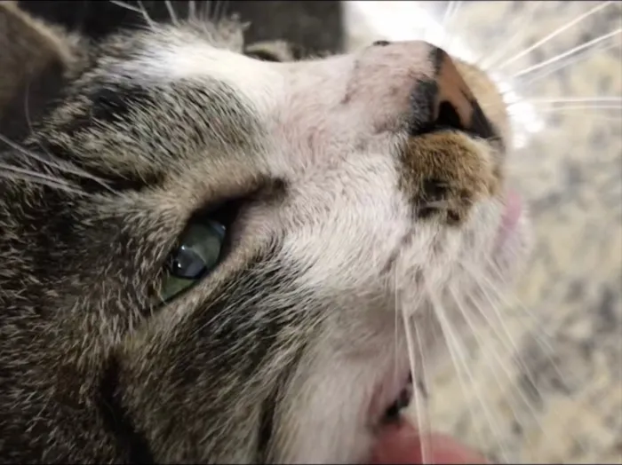 Gato ra a SRD idade 2 anos nome Tom