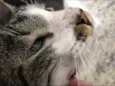 Tom
