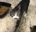 Tom