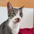 Tom