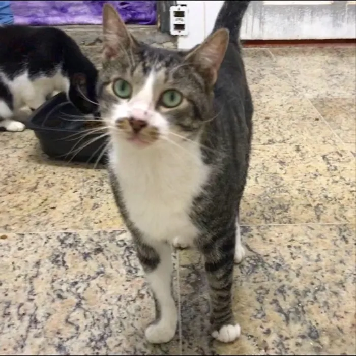 Gato ra a SRD idade 2 anos nome Tom