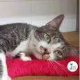 Tom