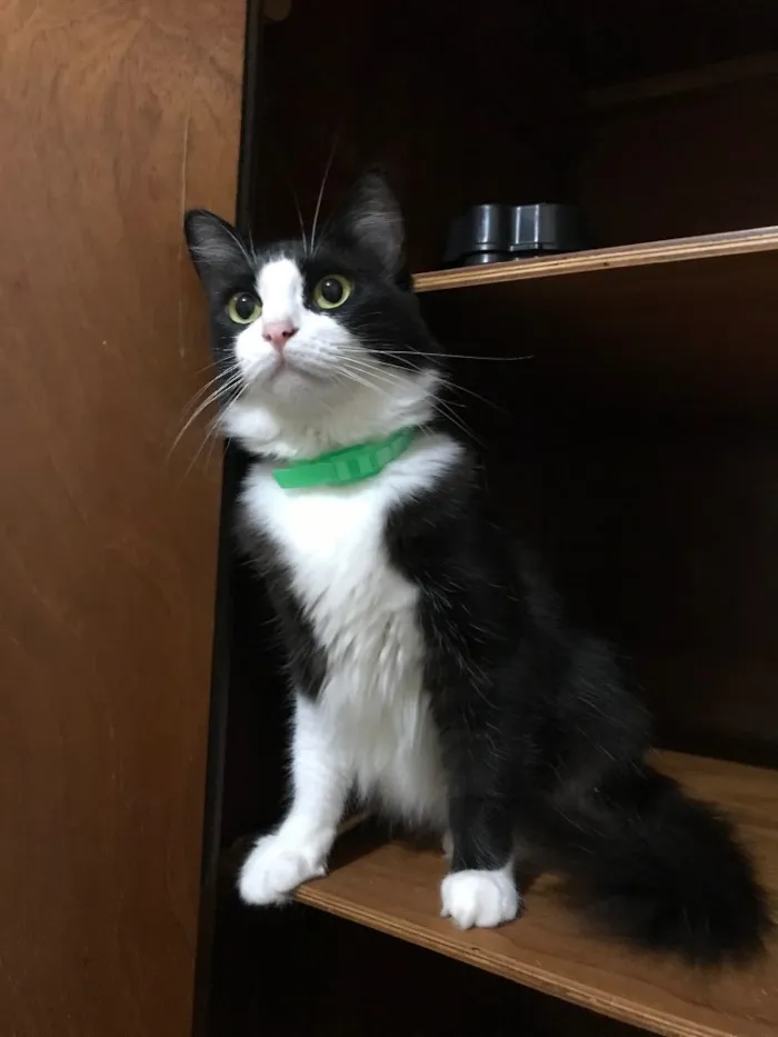 Gato raça SRD idade 2 anos nome Marrie