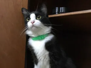 Gato raça SRD idade 2 anos nome Marrie