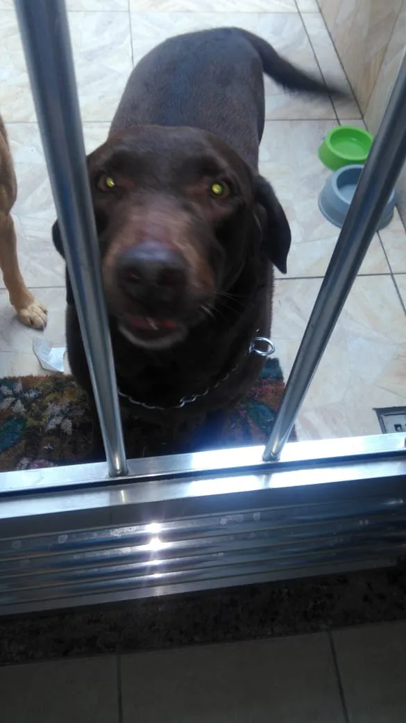 Cachorro ra a labrador idade 5 anos nome ???