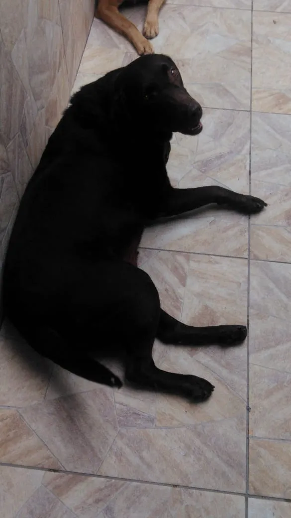 Cachorro ra a labrador idade 5 anos nome ???