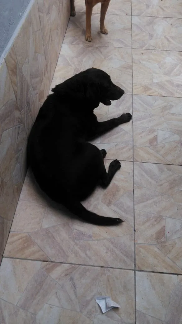 Cachorro ra a labrador idade 5 anos nome ???