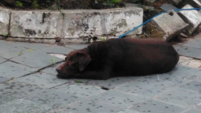 Cachorro ra a labrador idade 5 anos nome ???