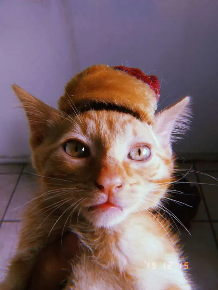 Gato ra a Sem raça definida  idade 2 a 6 meses nome Aslan 