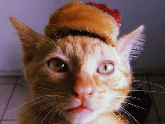 Gato ra a Sem raça definida  idade 2 a 6 meses nome Aslan 