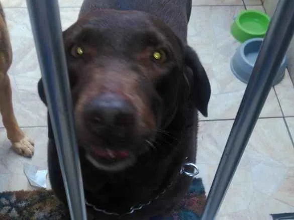 Cachorro ra a labrador idade 5 anos nome ???