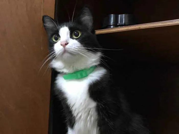 Gato raça SRD idade 2 anos nome Marrie