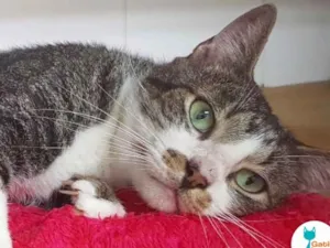 Gato raça SRD idade 2 anos nome Tom