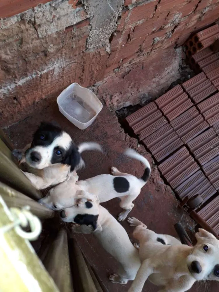 Cachorro ra a Nao definida idade Abaixo de 2 meses nome Sem nome