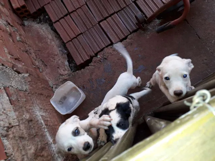 Cachorro ra a Nao definida idade Abaixo de 2 meses nome Sem nome