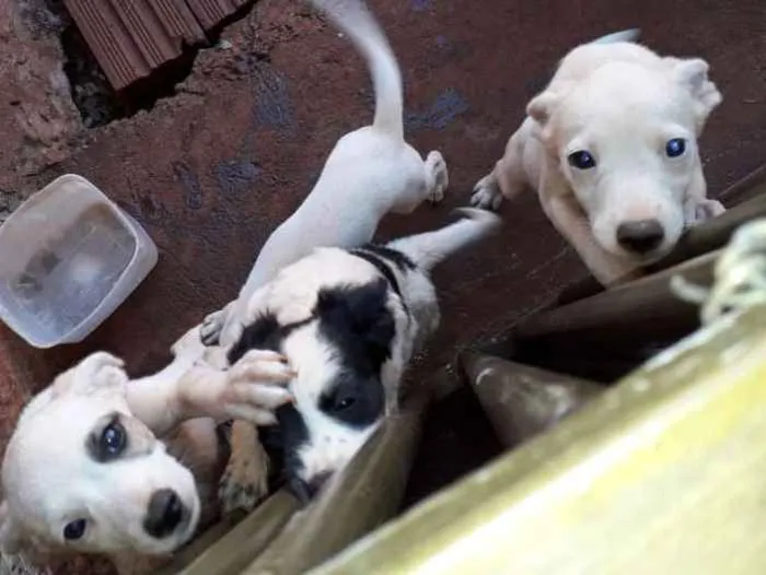 Cachorro ra a Nao definida idade Abaixo de 2 meses nome Sem nome