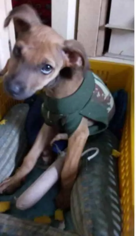 Cachorro raça SRD idade 2 a 6 meses nome Ted