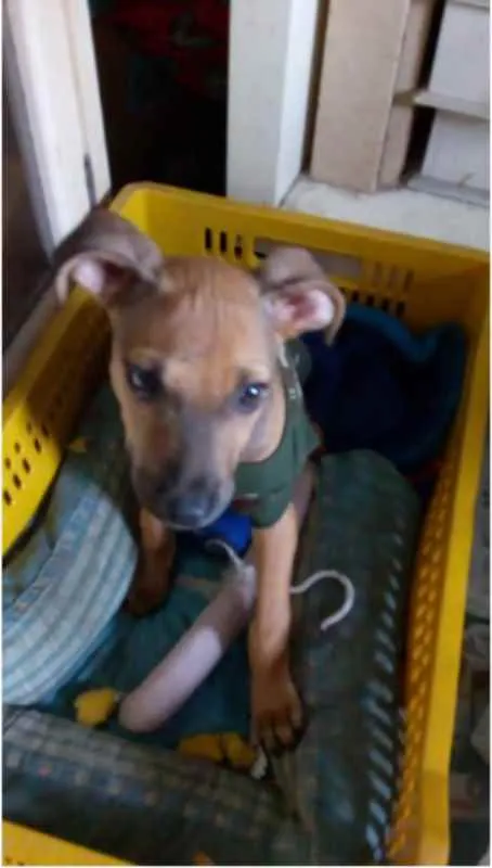 Cachorro raça SRD idade 2 a 6 meses nome Ted