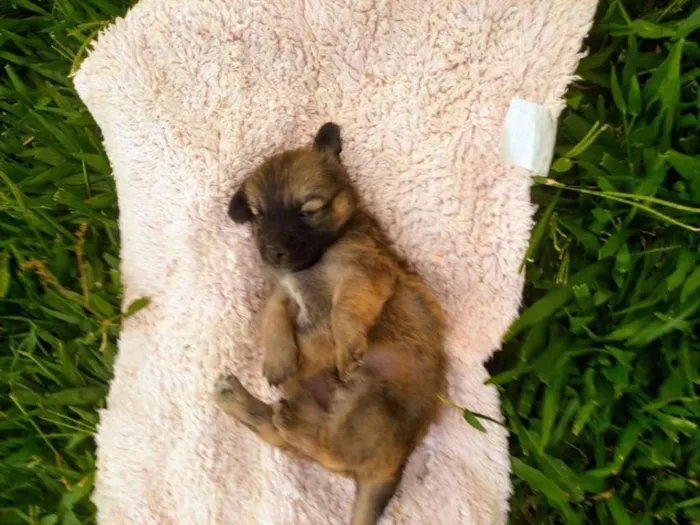 Cachorro ra a sem raça idade Abaixo de 2 meses nome sem nome