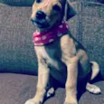 Filhota Taís