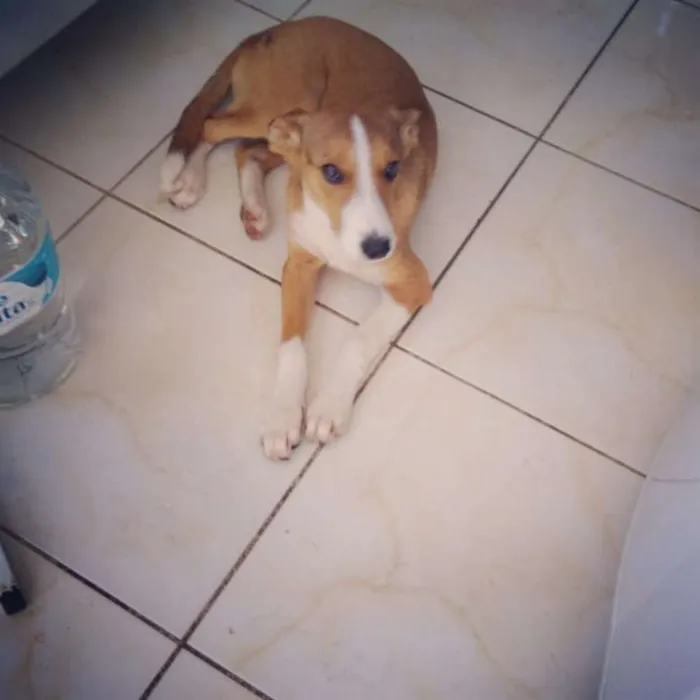 Cachorro raça SRD idade 2 a 6 meses nome Filhote Salete