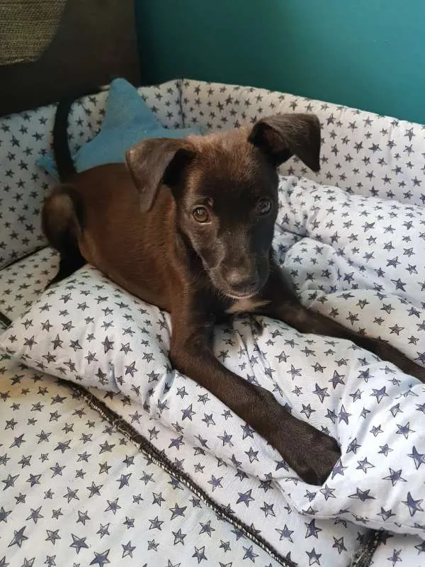 Cachorro ra a srd idade Abaixo de 2 meses nome Luke