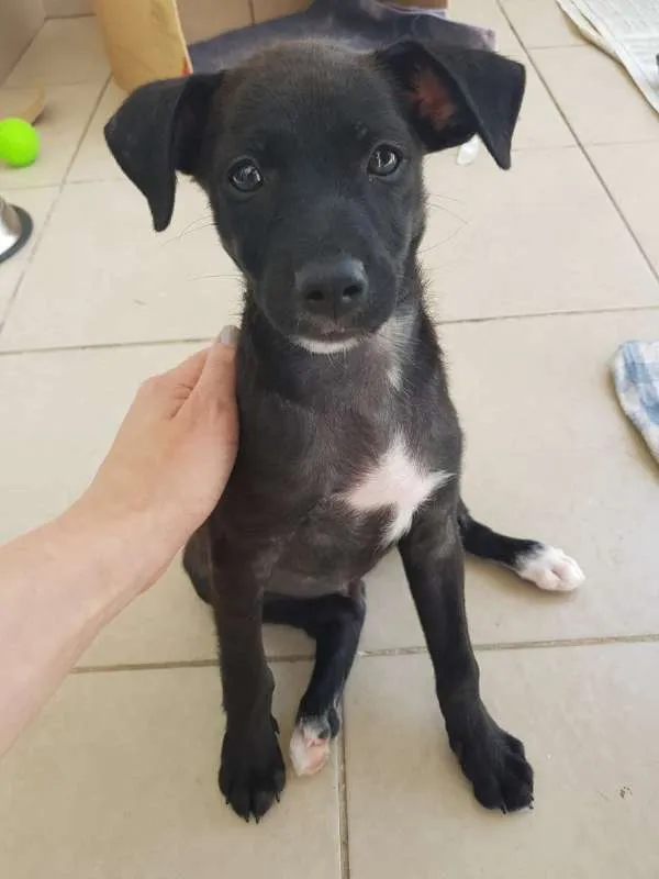 Cachorro ra a srd idade Abaixo de 2 meses nome Luke